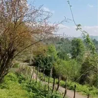 فروش-زمین-مسکونی-3000-متر-حومه-شفت