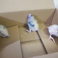 عروس هلندی|پرنده|تهران, مسعودیه|دیوار