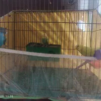 مرغ عشق|پرنده|شیراز, پارک کوهستانی بوستان|دیوار