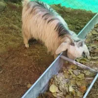 بزغاله های نر ماده پرگوشت چاق برای قربانی