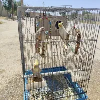 عروس هلندی نرو ماده تخم گذار