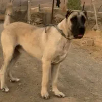 گمشده
