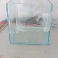 ۷ آکواریوم سالم برای ماهی دونه آیی(۱۵۰ )تومان مفت