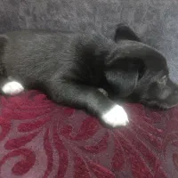 واگذاری سگ پاکوتاه