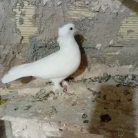 کبوتر|پرنده|محمدشهر, جعفرآباد|دیوار