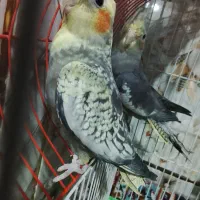 عروس هلندی|پرنده|میرجاوه, |دیوار