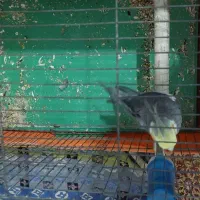 عروس هلندی نر بالغ|پرنده|تهران, شهرک رضویه|دیوار