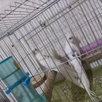 جفت عروس هلندی دوکت آلبینو