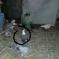 ابلق سبز جوجه|پرنده|شیراز, دست خضر|دیوار