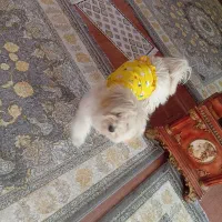 سگ خانگی|سگ|ماکو, |دیوار