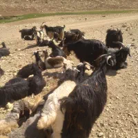 مبادله..بز با میش