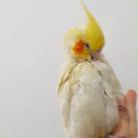 عروس هلندی لوتینو|پرنده|آبادان, |دیوار