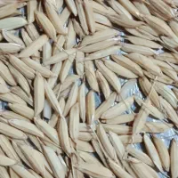 تخم جو هاشمی به شرط