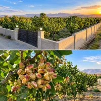 فروش-باغ-پسته-80کیلومتری-تـ-ـهــ-ران