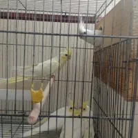 جوجه عروس|پرنده|قم, شهرک مهدیه (مدرس)|دیوار