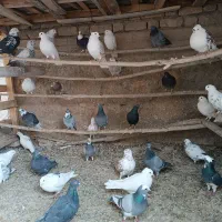 کبوتر پرشتی|پرنده|خزل, |دیوار