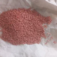 انواع ارقام گندم بذری دیم