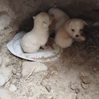 واگذار چهار عدد سگ روباهی واگذاری|سگ|بندر گناوه, |دیوار