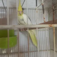 جفتعروسهلندیکاردادهششتخم|پرنده|بردسکن, |دیوار