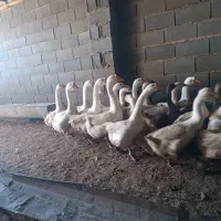 غاز لیندا و خاکستری و غاز محلی همه سالم و چاق