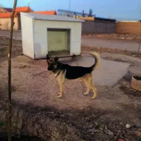 سگ ژرمن بلک|سگ|مشهد, کلاته برفی|دیوار