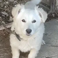 سگ پاکوتاه پامر