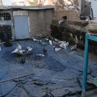 کبوتر ساده طوقی ۲۹عدد|پرنده|مشهد, ادیب نیشابوری (شهرک غرب)|دیوار