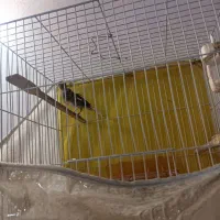 عروس هلندی قناری|پرنده|تربت جام, معدآباد|دیوار