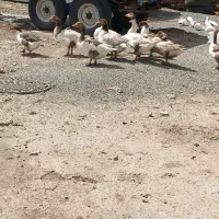 غاز|حیوانات مزرعه|کرمانشاه, |دیوار