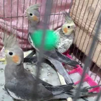 عروس‌هلندی|پرنده|رشت, حومه رشت|دیوار