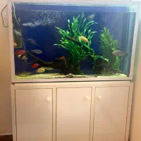 آکواریوم زیبا