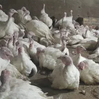 بوقلمون سفید