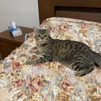 گربه یکساله domestic short hair|گربه|تهران, باغ فیض|دیوار