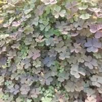 سبزی خوردن ترشه واش