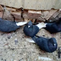 کبوتر نروماده اطراف زرند|پرنده|کرمان, |دیوار