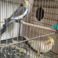 عروس هلندی.مرغ عشق|پرنده|فسا, |دیوار