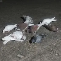کفتر پرشی
