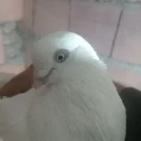 جفت چشم و نوک سفید