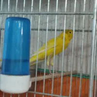 5 عدد قناری آس و درجه یک|پرنده|کنگاور, |دیوار