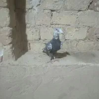 ماده بزک سیاه و سینه سلیمونی|پرنده|فسا, |دیوار