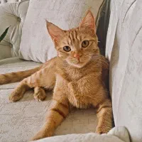 واگذاری گربه|گربه|ارومیه, |دیوار