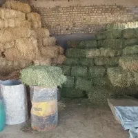 یونجه کولش سلطانیه