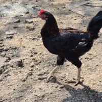 مرغ و خروس|حیوانات مزرعه|رشت, کوی قدس|دیوار