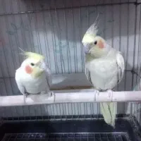 یک جفت عروس هلندی نروماده مولد|پرنده|رباطکریم, نصیرشهر|دیوار