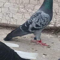 چنتا پرنده واسه فروش پلاکی عربستان واشعل دورش