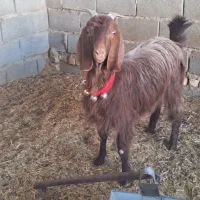 گیسه کُشتاری چاق تخت