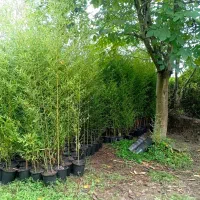 نی خیزران گلدانی|خدمات باغبانی و درختکاری|املش, |دیوار