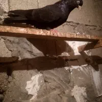 زاغ چشم نوک طوقی خالپیس