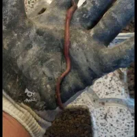 کرم خاکی هر عدد ۱۰۰ تک تومان