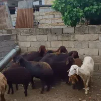 میش بره دار جنس خوب
